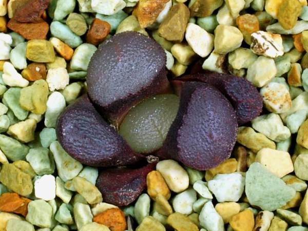 多肉植物　ハオルチア　万象　ルビースポット実生　紅月