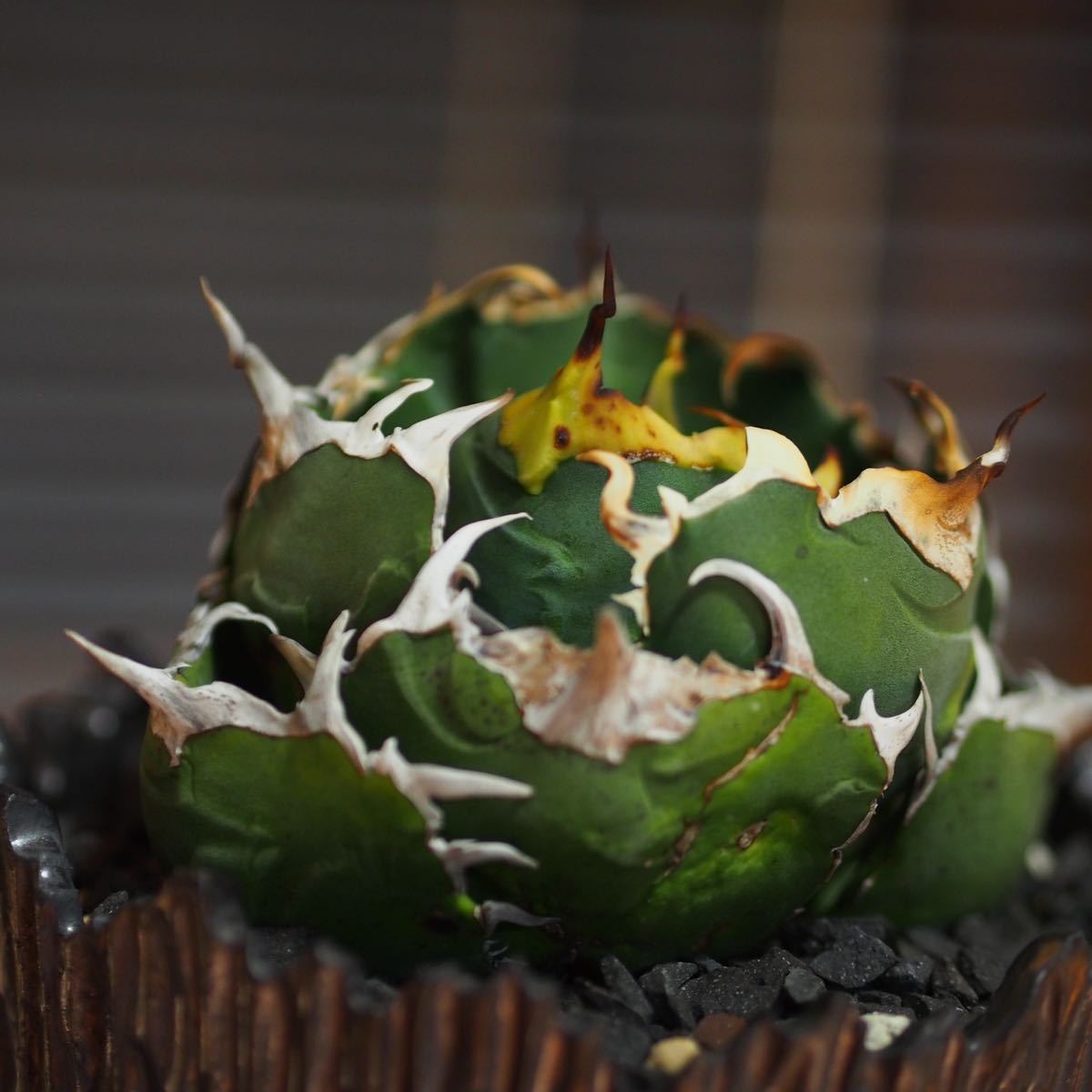 1円スタート　アガベ チタノタ イタリア産　ノーネーム　EU産　胴切り子株　狂刺　検　ハデス　シーザー　SAD 悪魔　オアハカ　オテロイ