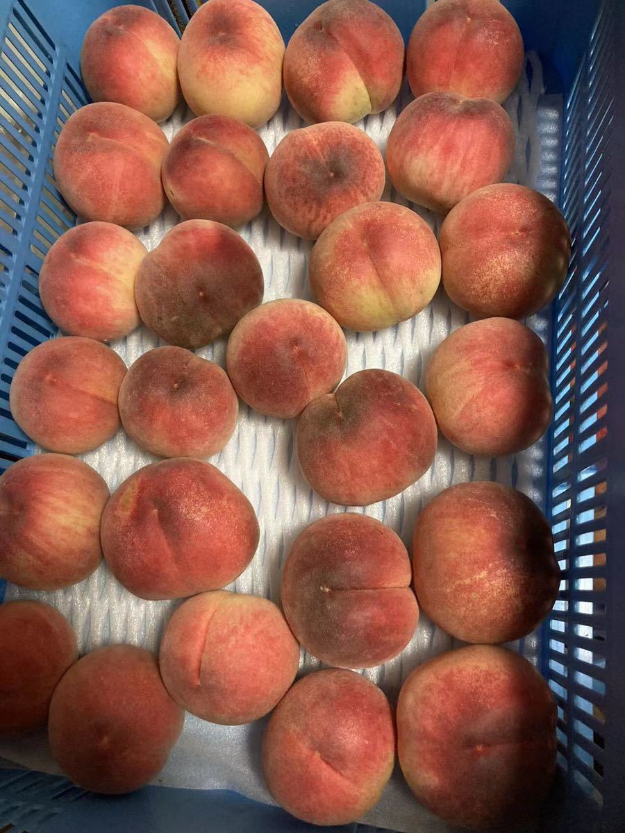 家庭用 常温発送 福島産 朝採り完熟桃 箱込み10kg 263早勝ち