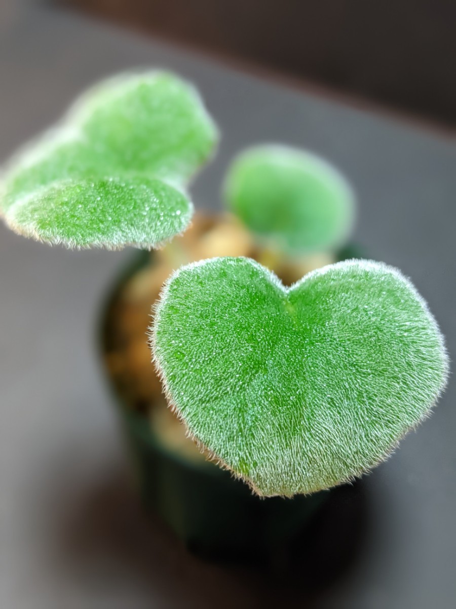 Petrocosmea pubescens Chiang Rai Thailand イワタバコ　パルダリウム