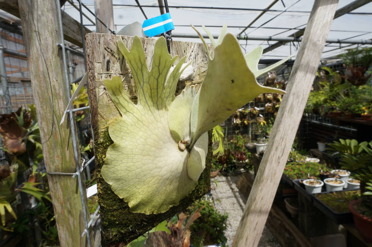 ビカクシダ ペドロ P.willinckii cv.Pedro① ビカクシダ ペドロ