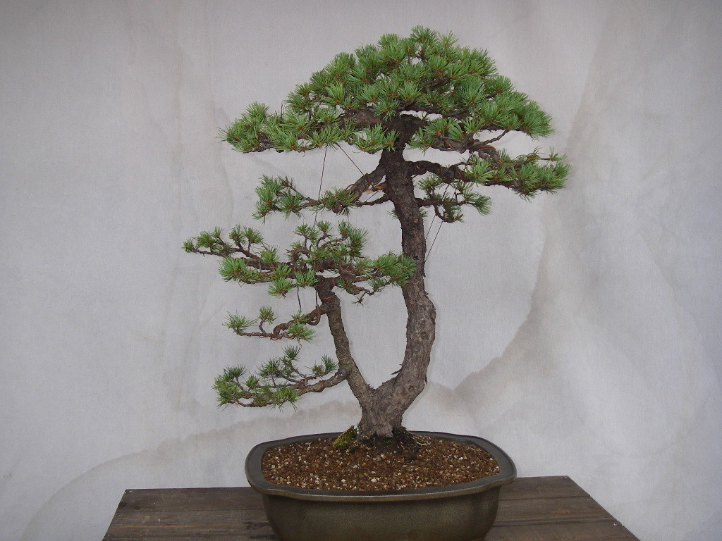 ☆大品 八房系 双幹模様木風五葉松 樹高62cm 整枝培養中☆(松)｜売買