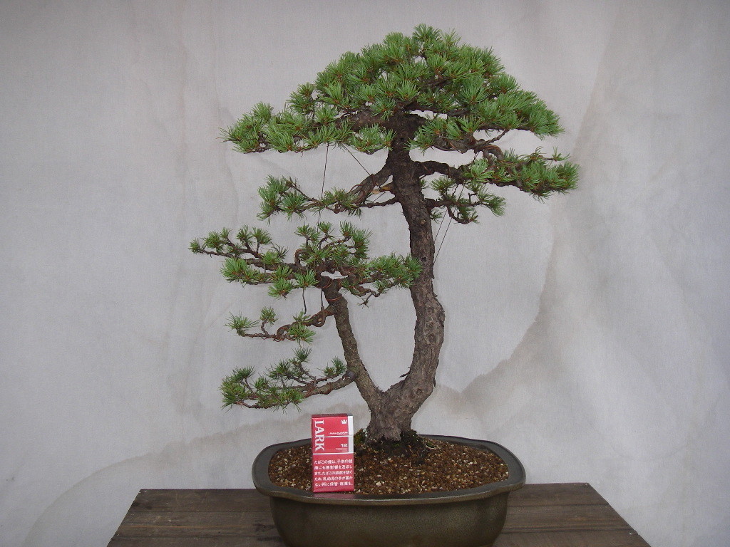 ☆大品 八房系 双幹模様木風五葉松 樹高62cm 整枝培養中☆(松)｜売買