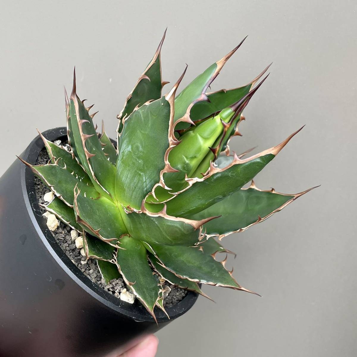 選抜 裏刺 アガベ ホリダ 実生 多肉植物 アガベ ホリダ 実生選抜