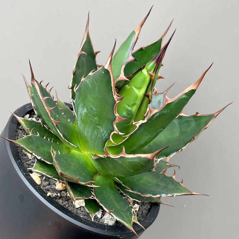 選抜 裏刺 アガベ ホリダ 実生 多肉植物 アガベ ホリダ 実生選抜