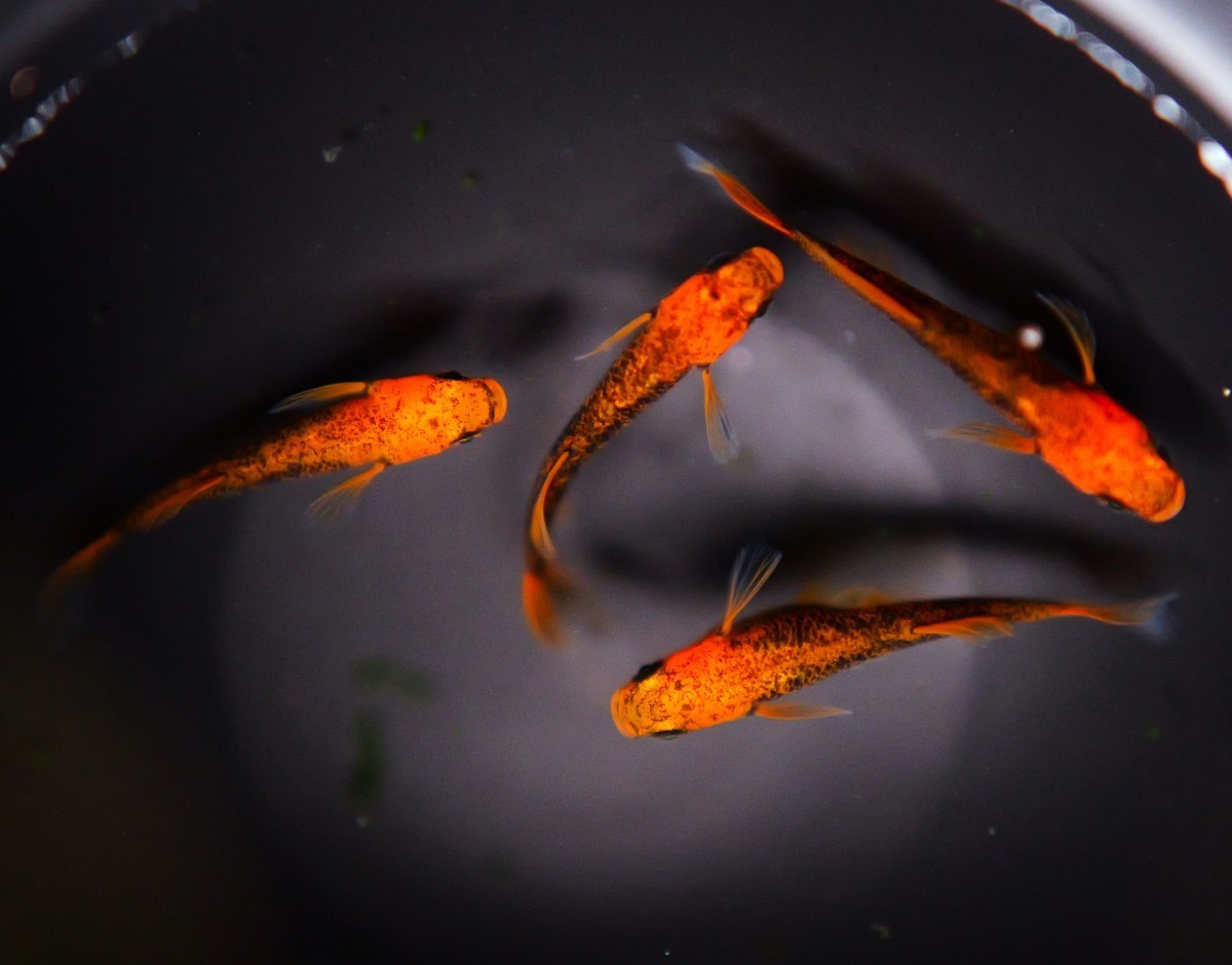 【香めだか】現物出品 動画あり 超極上 *竜章鳳姿* 2ペア 種親候補　星田めだか様　最新血統　 A6 ☆ ミッドナイトフリル コブラ