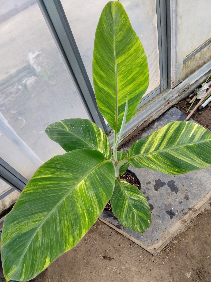 Musa Namwa IceCream Variegated バナナ苗 Musa Blue Java Ice Cream Variegated バナナ苗希少 斑入り 観葉植物