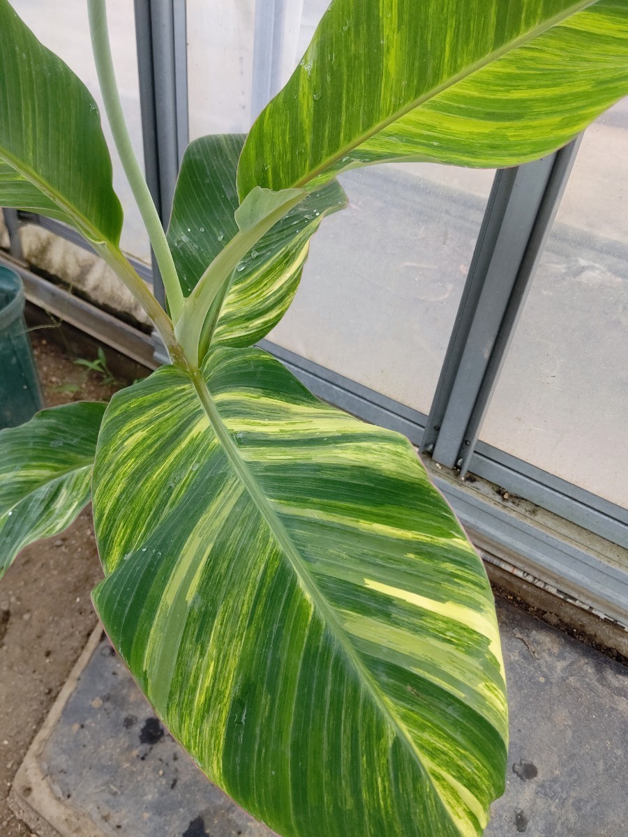 Musa Blue Java Ice Cream Variegated バナナ苗希少 斑入り 観葉植物