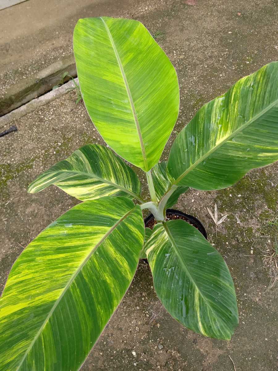 Musa Blue Java Ice Cream Variegated バナナ苗希少 斑入り 観葉植物