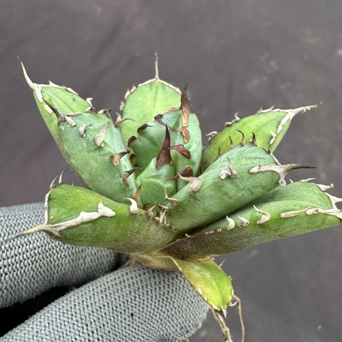 W20 アガベ チタノタ 姫厳龍 強棘厚葉 姫厳竜