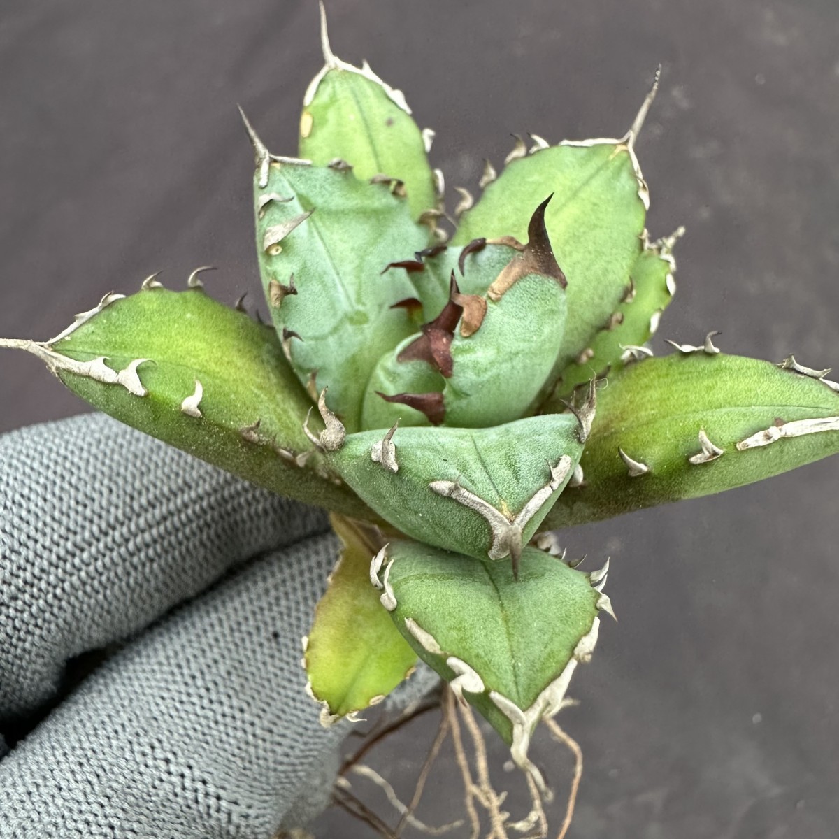 W20 アガベ チタノタ 姫厳龍 強棘厚葉 姫厳竜