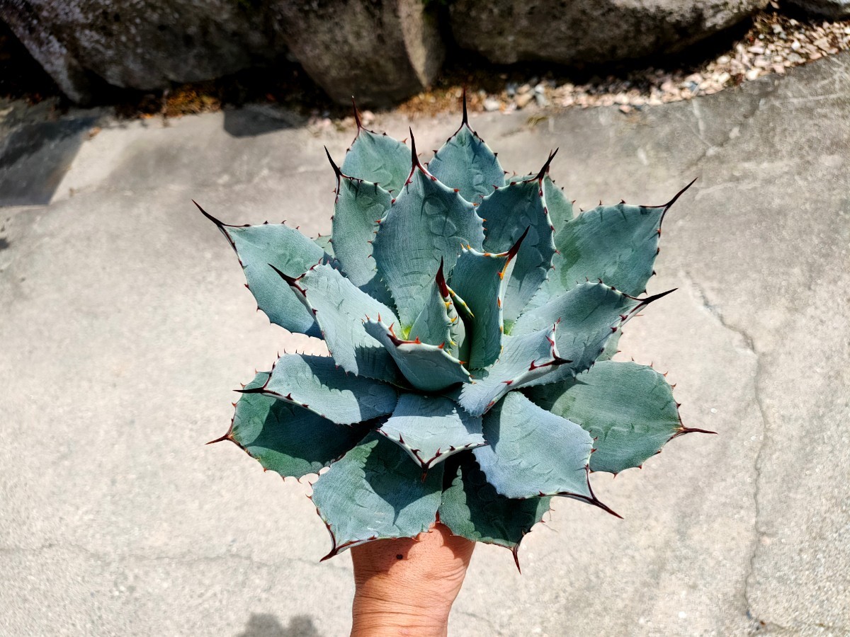 アガベ パリー 吉祥天 ホーチエンシス 超美株 7号鉢サイズ 超美人 超美  