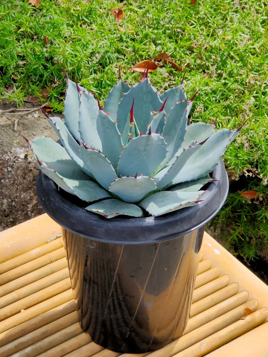 アガベ パリー 吉祥天 ホーチエンシス 超美株 7号鉢サイズ 超美人 超美  