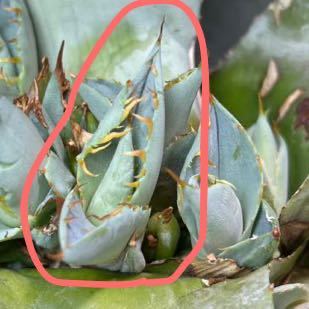 hidden agave 超希少ハイブリッドアガベ チタノタ×パラサナ その2