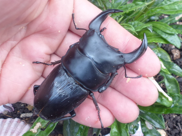 POW　海南島産ホーペ 　王輝THIRD　血統　ペア