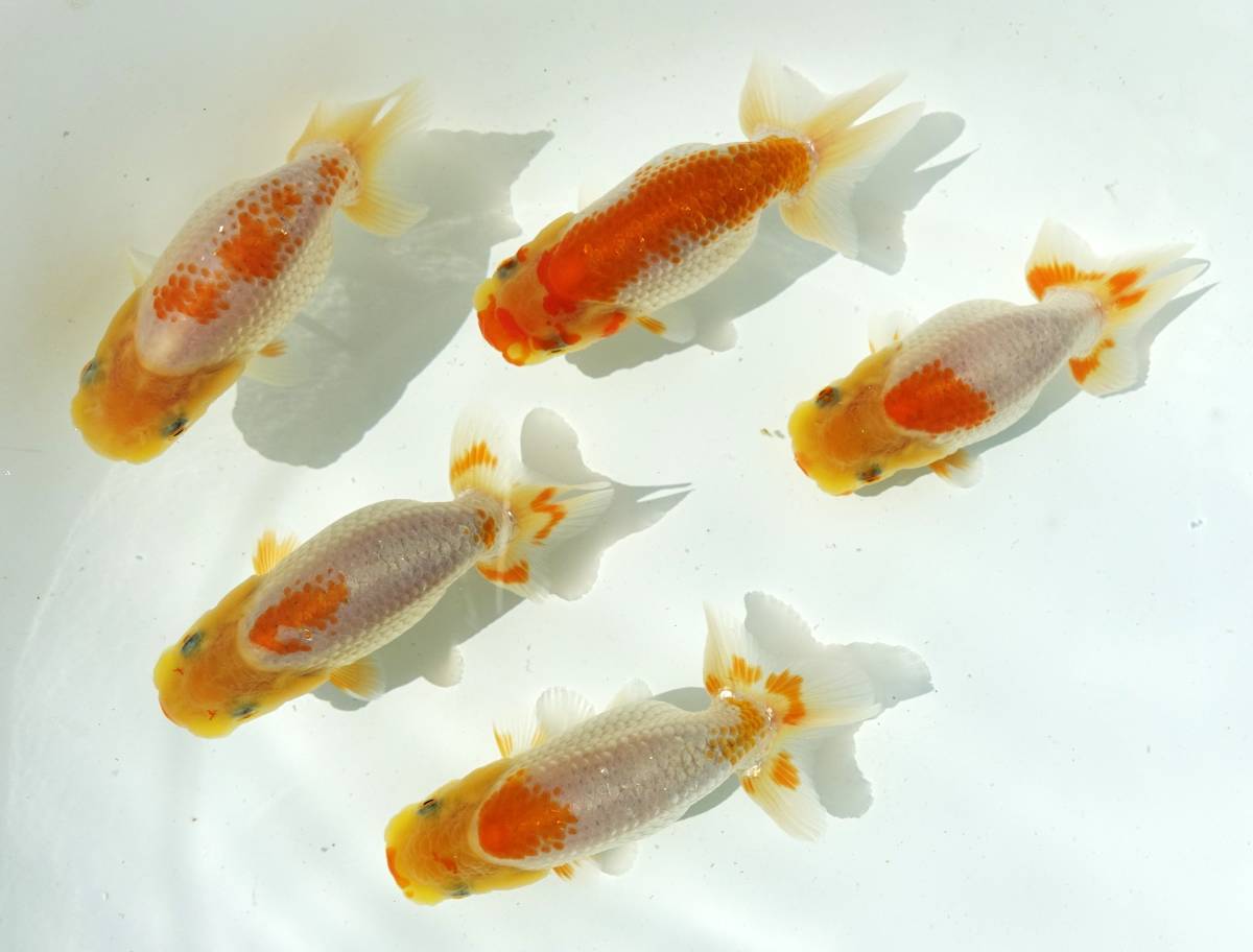 金魚 国産 宇野系らんちゅう 2歳魚 白勝更紗 5匹セット5㎝～