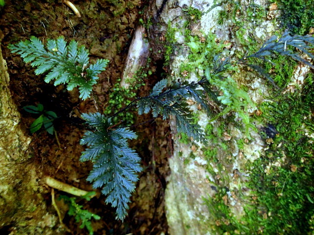 青黒い Cephalomanes sp. 手ごろな小株 オニホラゴケの一種