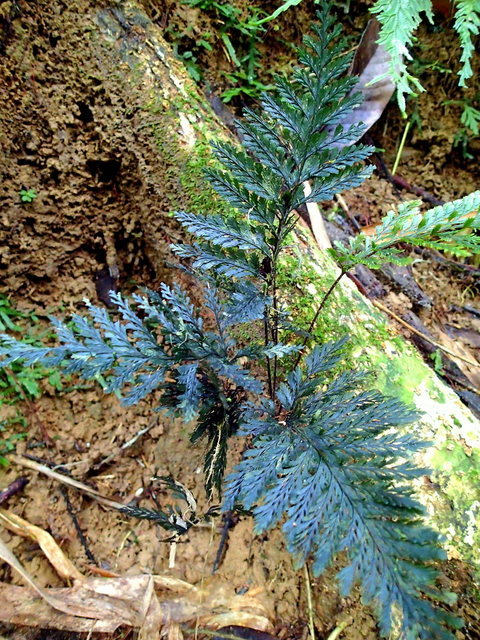 青黒い Cephalomanes sp. 手ごろな小株 オニホラゴケの一種