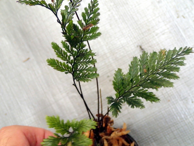 青黒い Cephalomanes sp. 手ごろな小株 オニホラゴケの一種