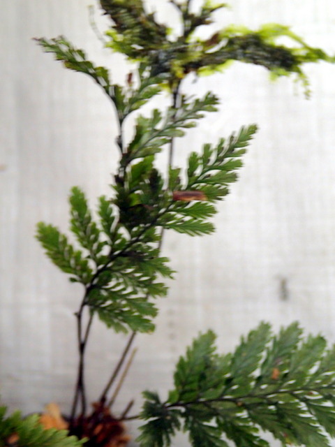 青黒い Cephalomanes sp. 手ごろな小株 オニホラゴケの一種