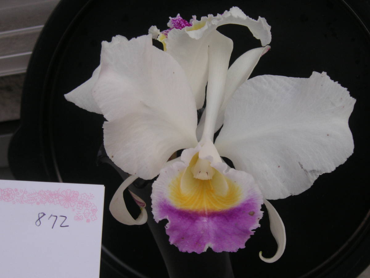 洋蘭原種　2株一括13