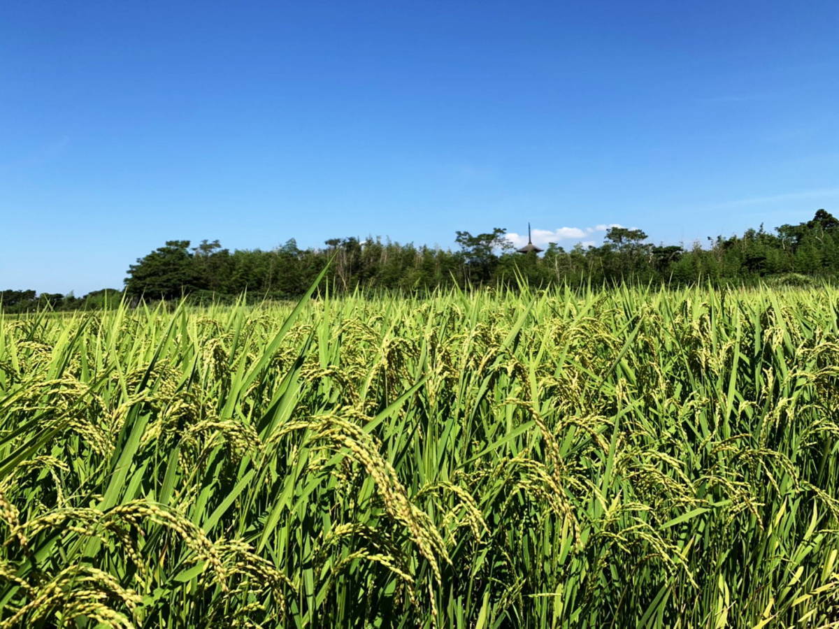 令和4年度米/石川県能登産こしひかり/精米20kg/世界農業遺産認定