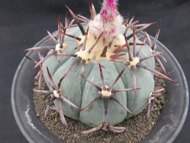 サボテン・多肉植物＞ 黒刺雷帝 W9 【公式通販】