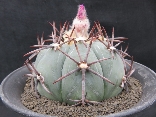 サボテン・多肉植物＞ 黒刺雷帝 W9 【公式通販】