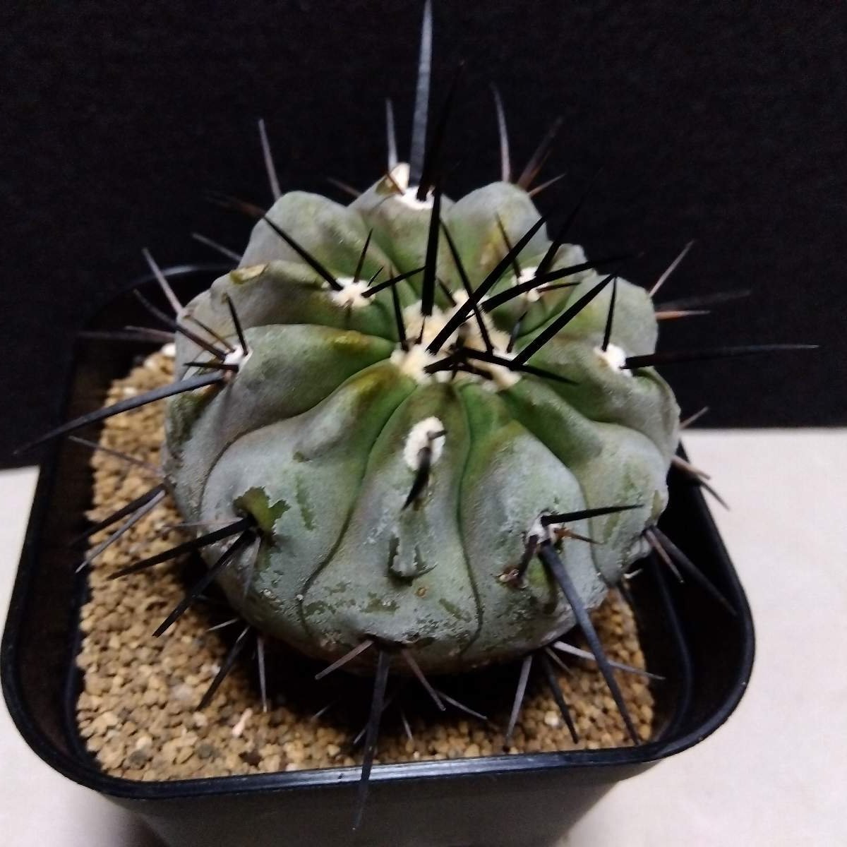 コピアポア 黒王丸 カキ子 自根 cinerea