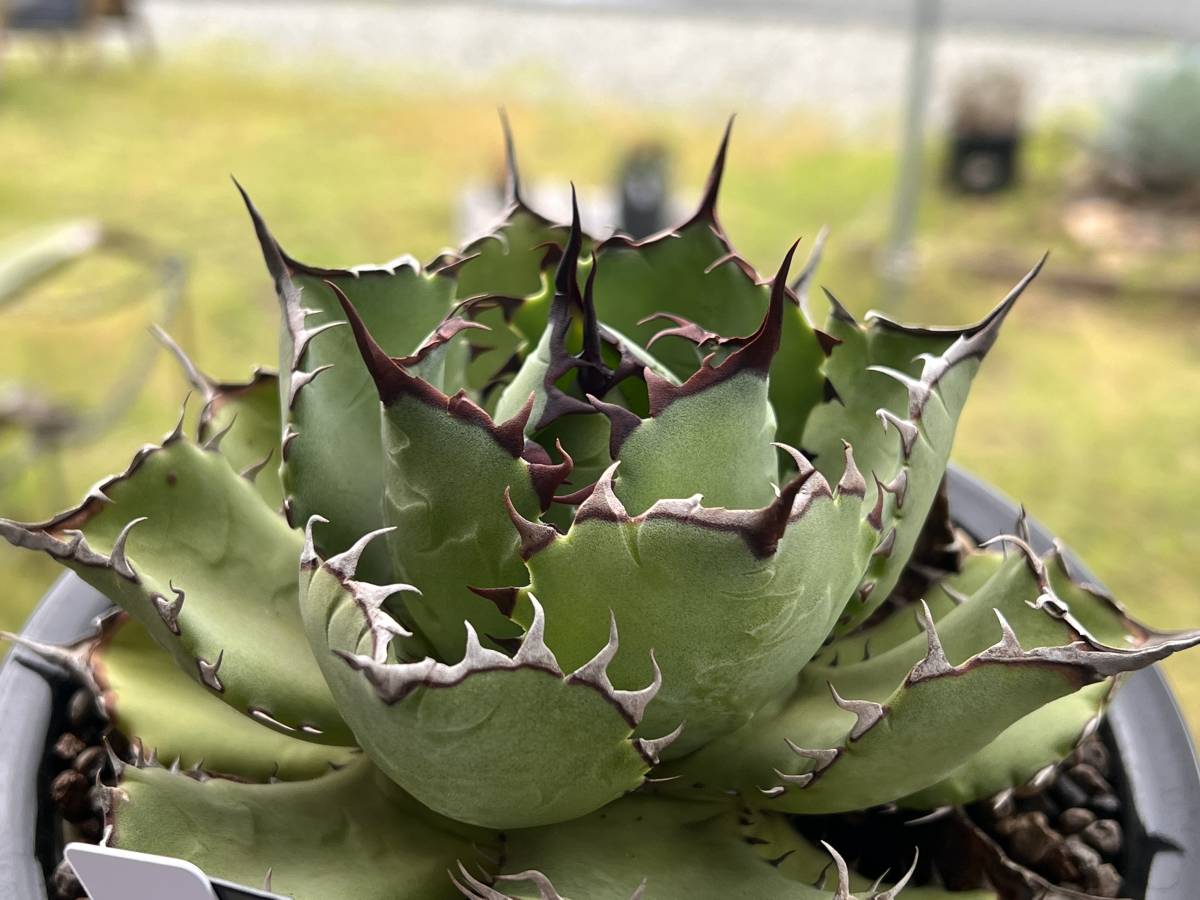 Agave hybrid 'Confederate Rose × Titanota' アガベ ハイブリッド
