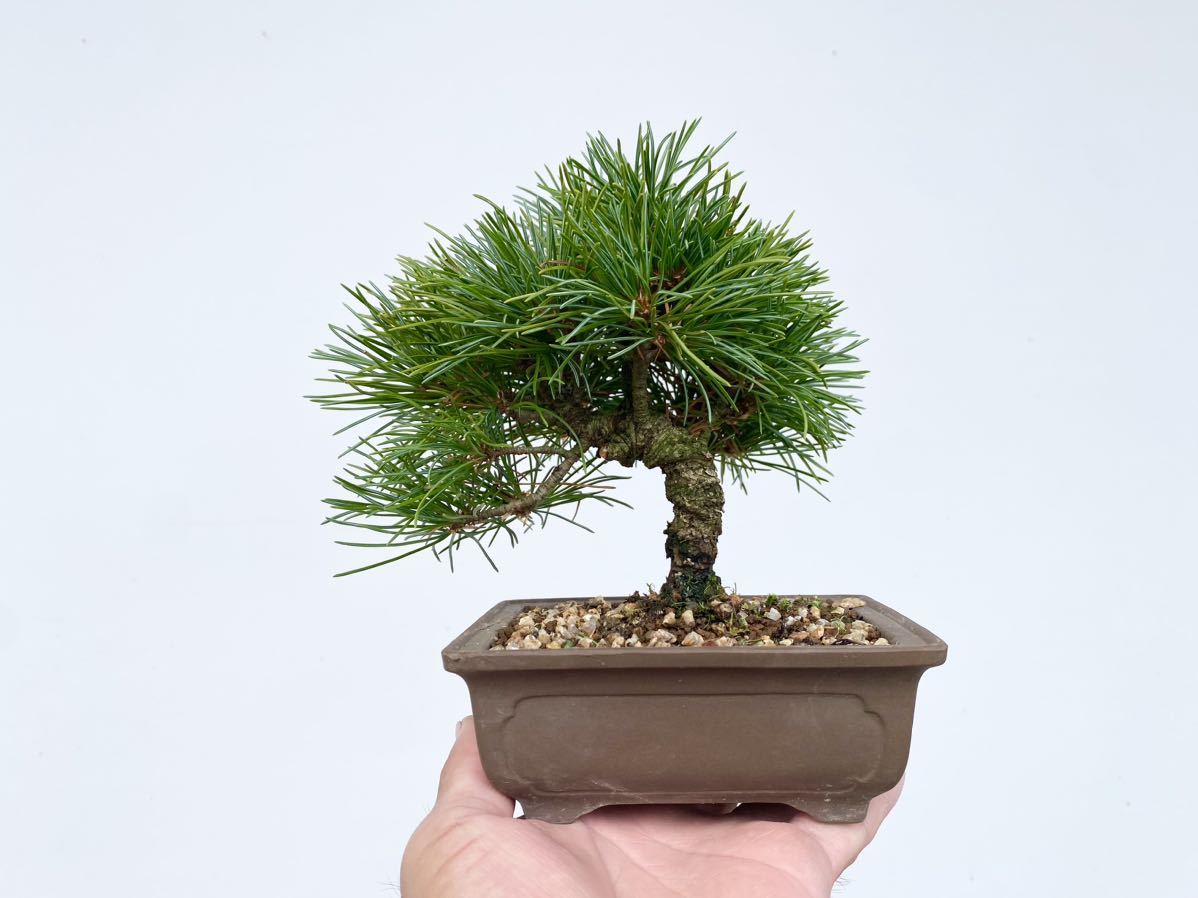 白木盆栽園　那須五葉松　盆栽　黒松赤松五葉松真柏雑木新しい趣味初心者プレゼント退職祝い母の日父の日