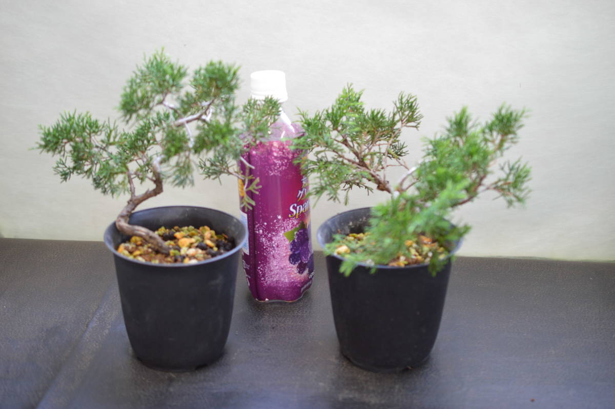 小品盆栽素材、糸魚川真柏、2鉢1組_1