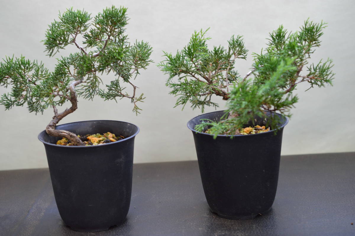小品盆栽素材、糸魚川真柏、2鉢1組_2
