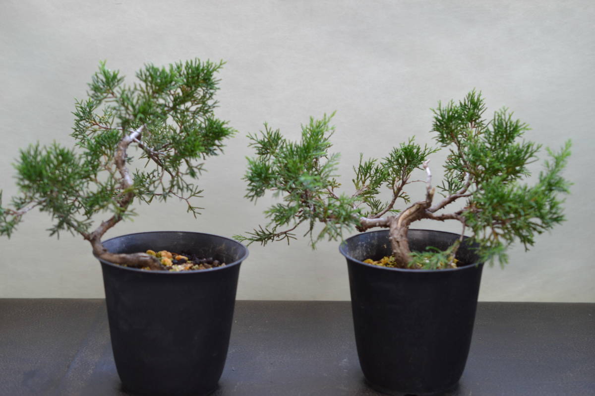 小品盆栽素材、糸魚川真柏、2鉢1組_3