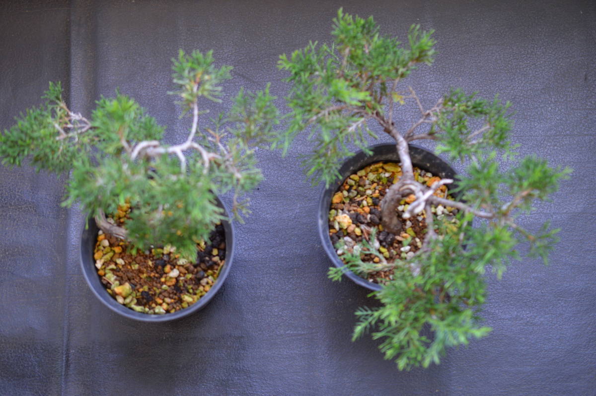 小品盆栽素材、糸魚川真柏、2鉢1組_4