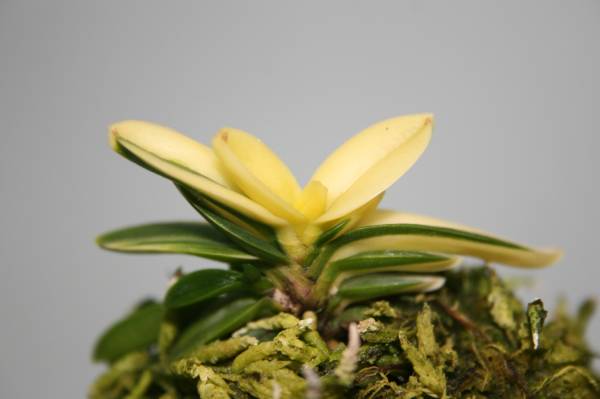 大壮軍　（派手柄）　富貴蘭 　フウラン　山野草