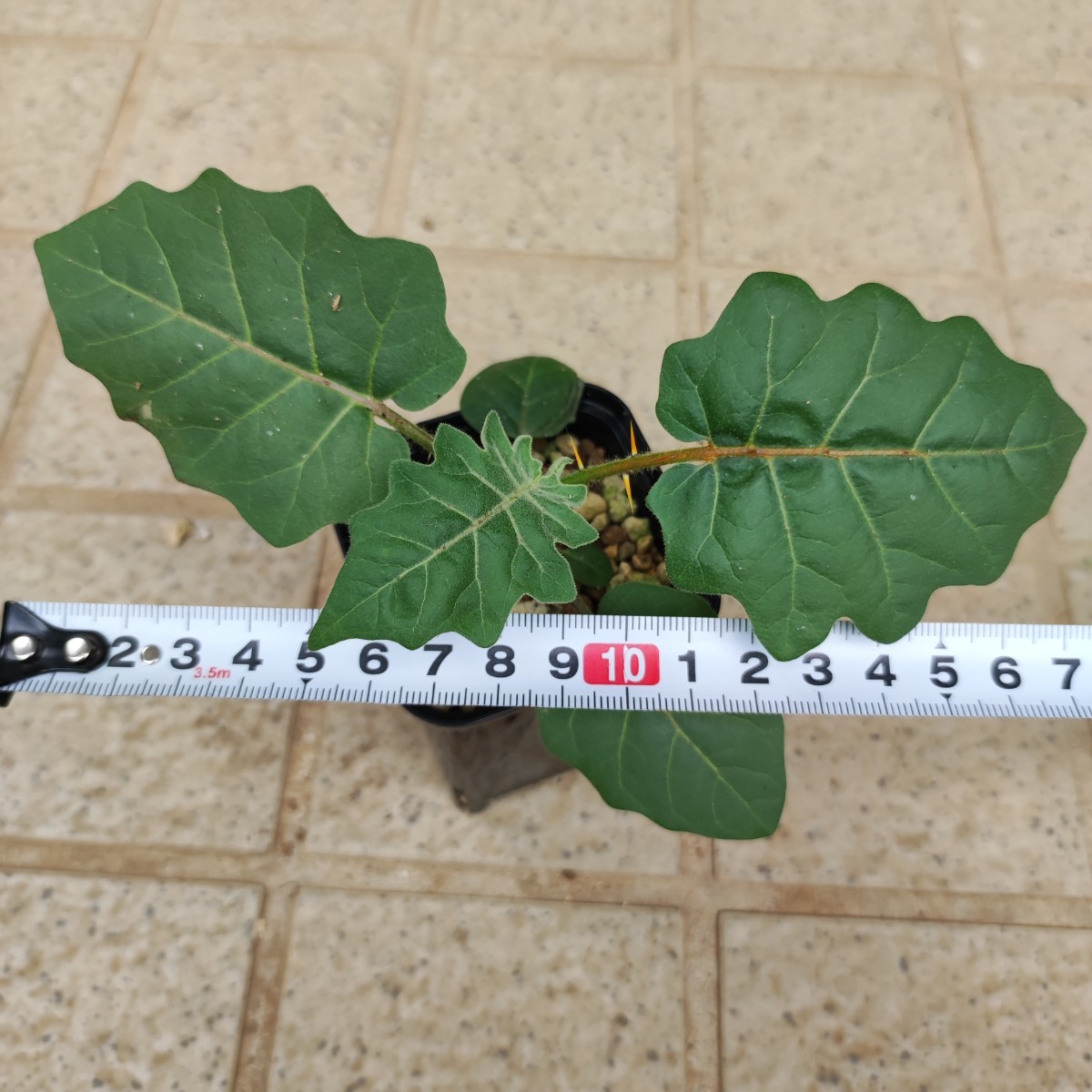 ソラナム ピラカントス Solanum pyracanthos ①(観葉植物)｜売買された 