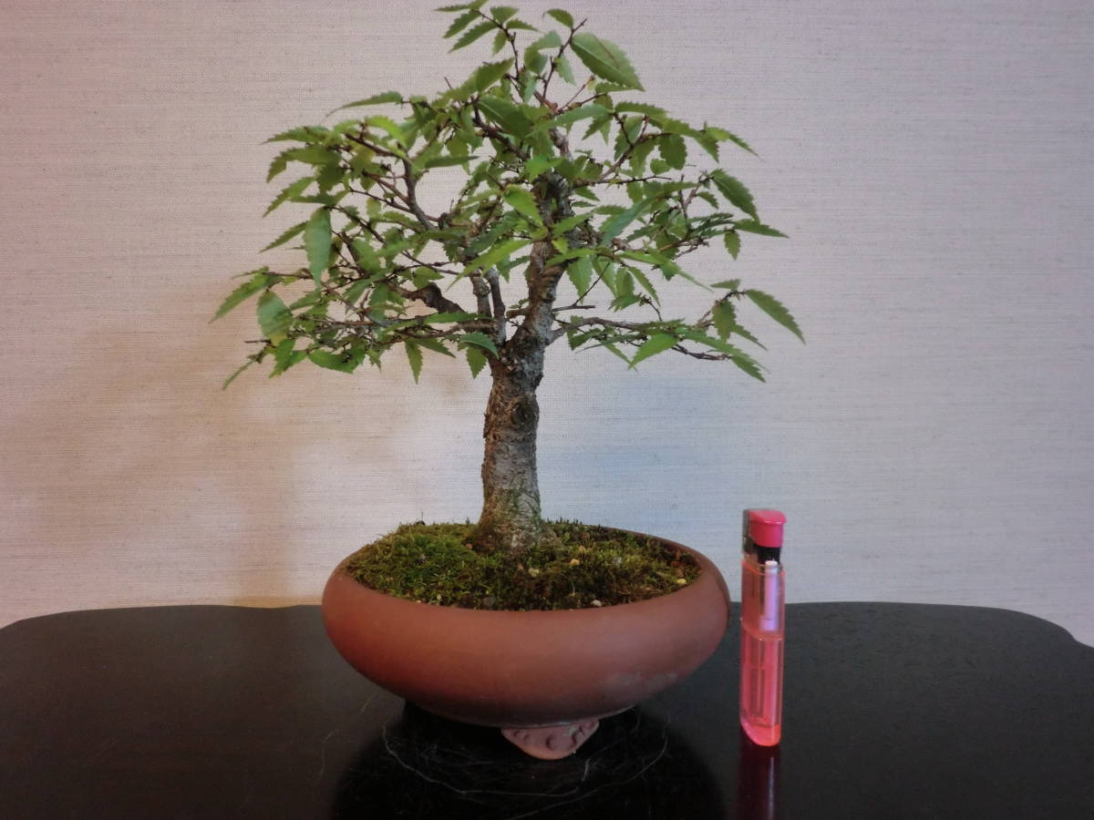 小盆栽　けやき持ち込み20年樹　樹高　20㎝