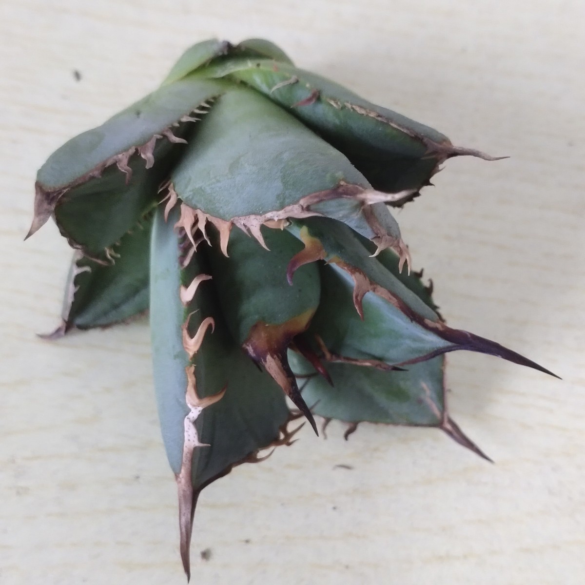 チタノタ 緑犀牛 rhino agave green - Agave 青田園芸大人気アガベ 