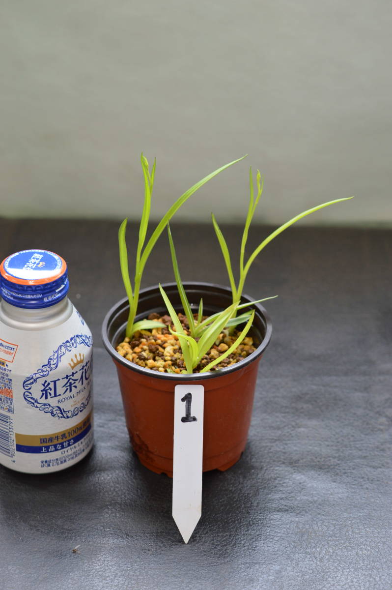 斑入サギソウ（暁）4芽、銀河1芽.1_1