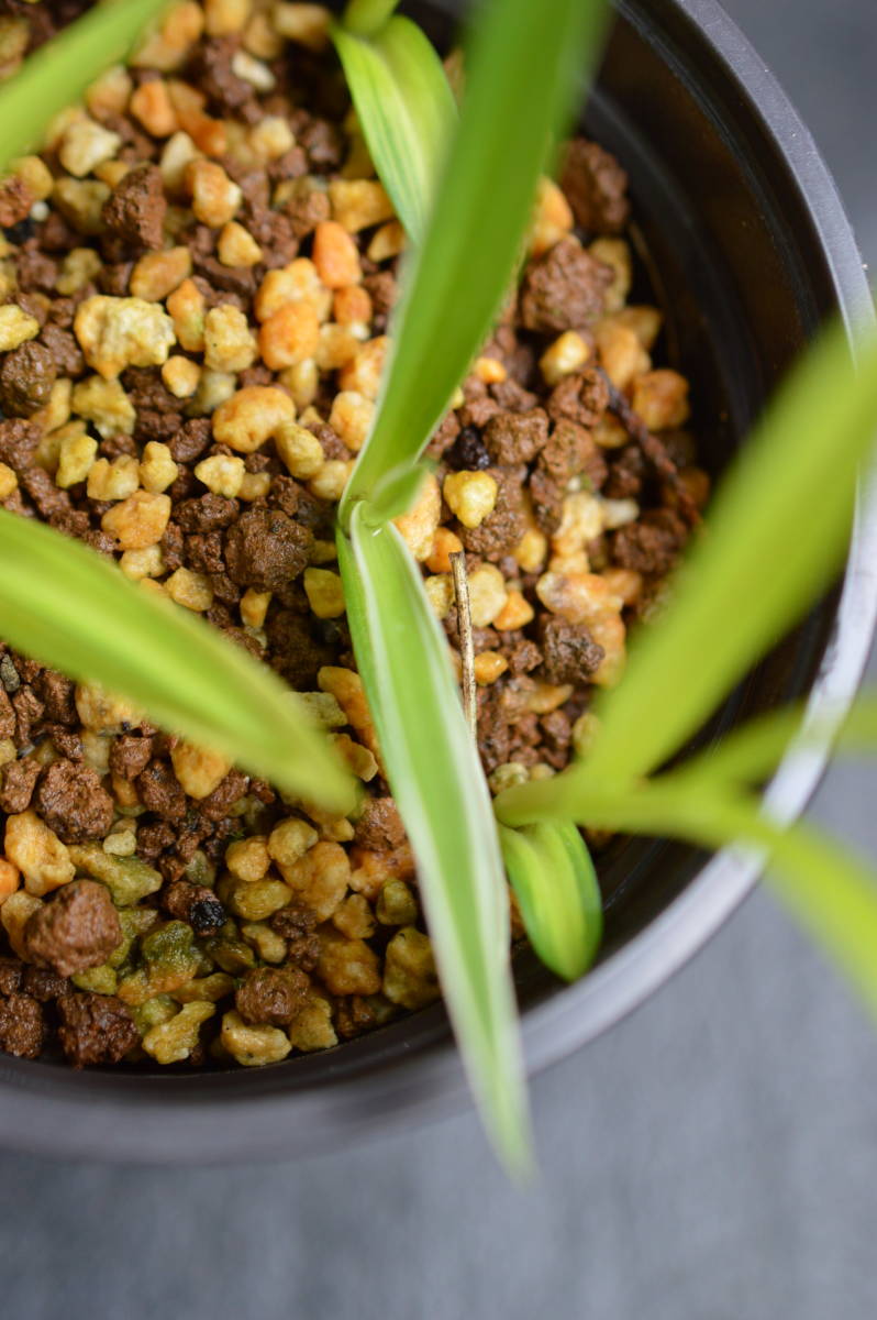 斑入サギソウ（暁）4芽、銀河1芽.1_2