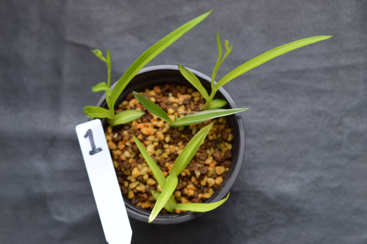 斑入サギソウ（暁）4芽、銀河1芽.1_3