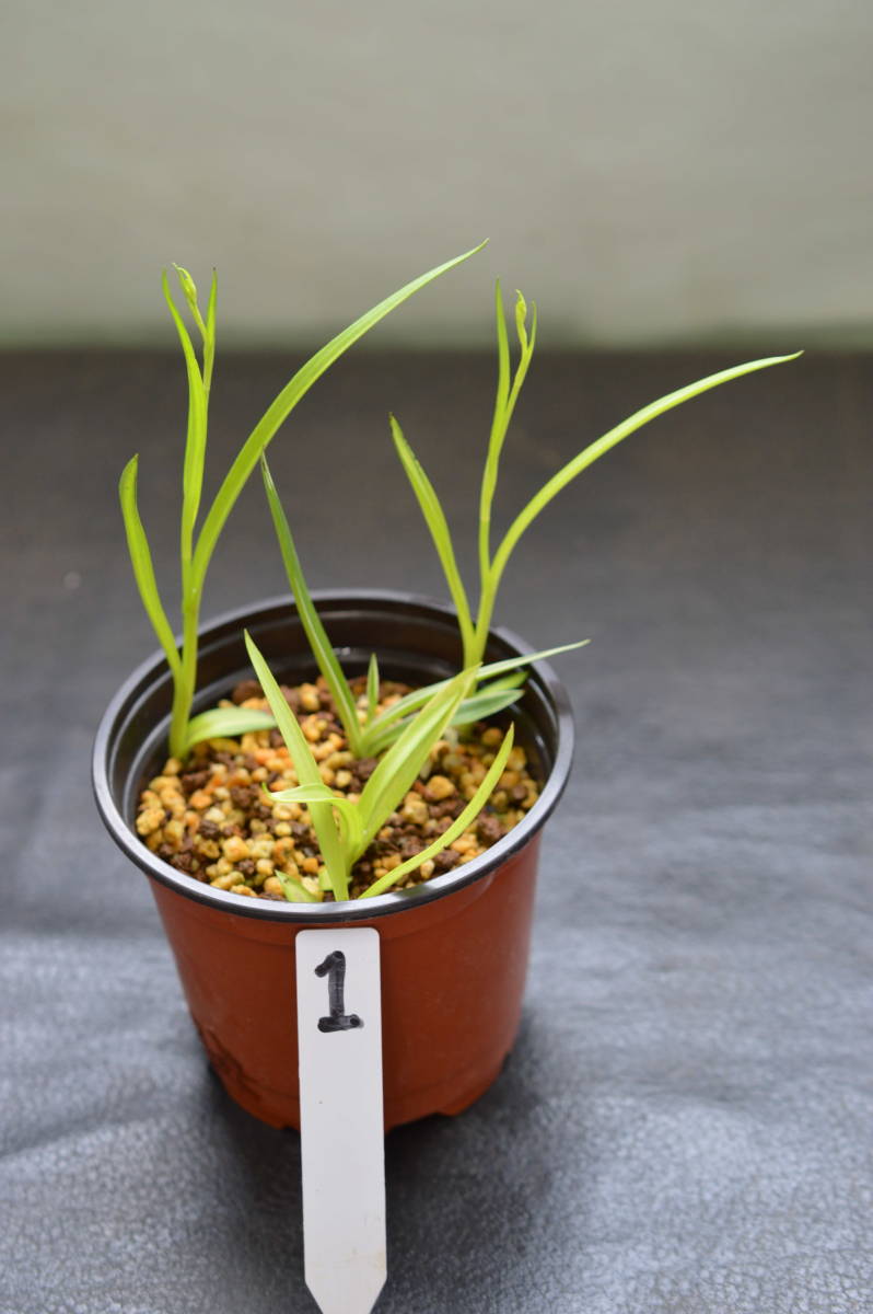 斑入サギソウ（暁）4芽、銀河1芽.1_4