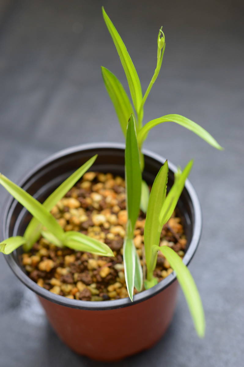 斑入サギソウ（暁）4芽、銀河1芽.1_5