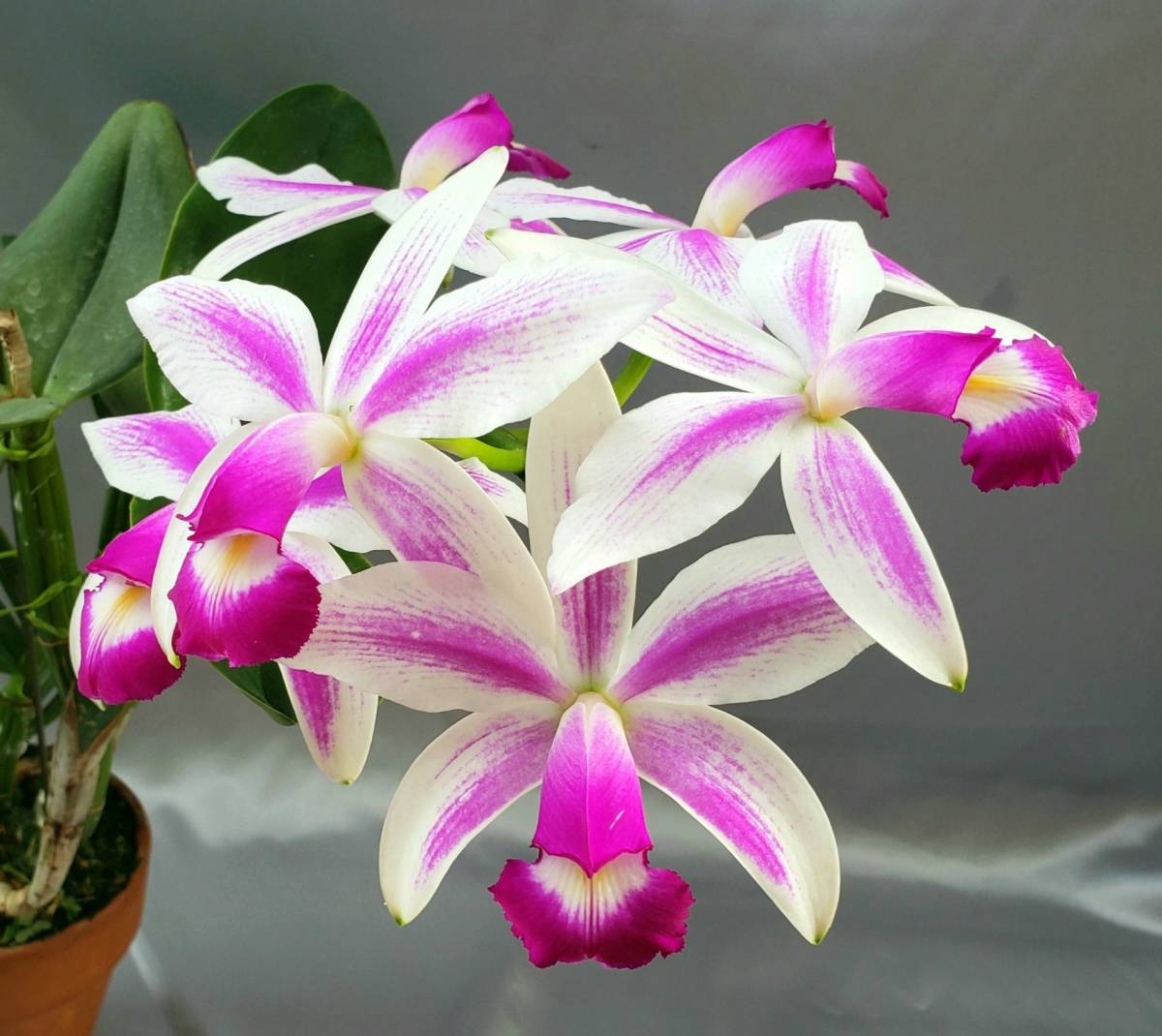洋蘭原種】◇◇C.violacea semi-alb flamea 'Comondro' (OG
