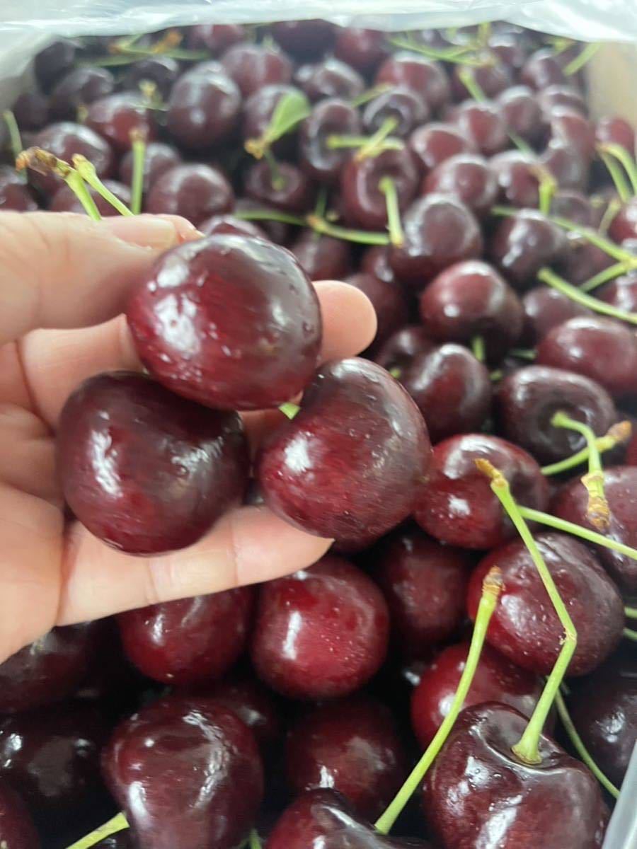 特大玉9.5r 新鮮アメリカンチェリー さくらんぼ チェリー 櫻桃 車厘子