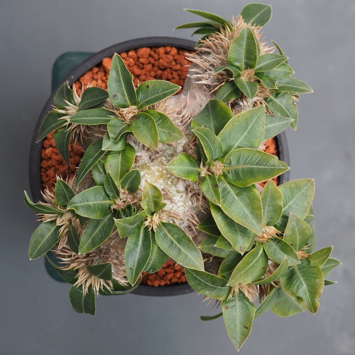 観葉植物/パキポディウム:恵比寿笑い(接ぎ木・白花)3号鉢植え 観葉植物/パキポディウム:恵比寿笑い(接ぎ木・白花)3号鉢植え