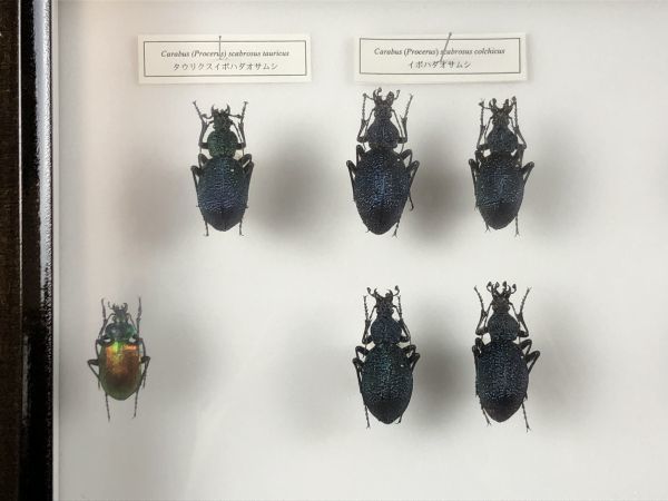0u1k29A0029 昆虫 標本 ドイツ箱2点 セット シナカブリモドキ アオ