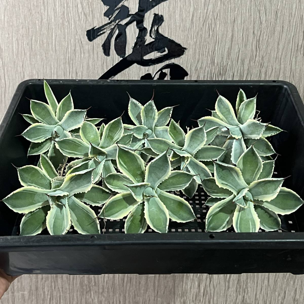 【龍園觀】No.58 特選 アガベ 多肉植物 吉祥冠錦 黄覆輪 強棘 極上株 包葉 8株