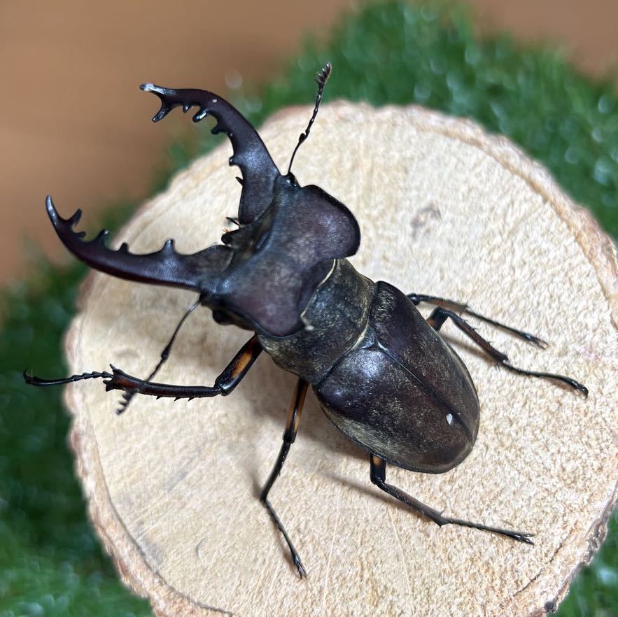『北虫舎』　北海道胆振地方産　大型ミヤマクワガタ！！♂72ミリ 含む5ペア